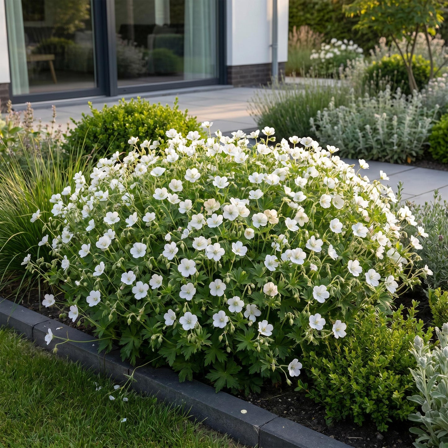 🌿 Geranium sanguineum 'Album' – Witte Ooievaarsbek | 3 stuks