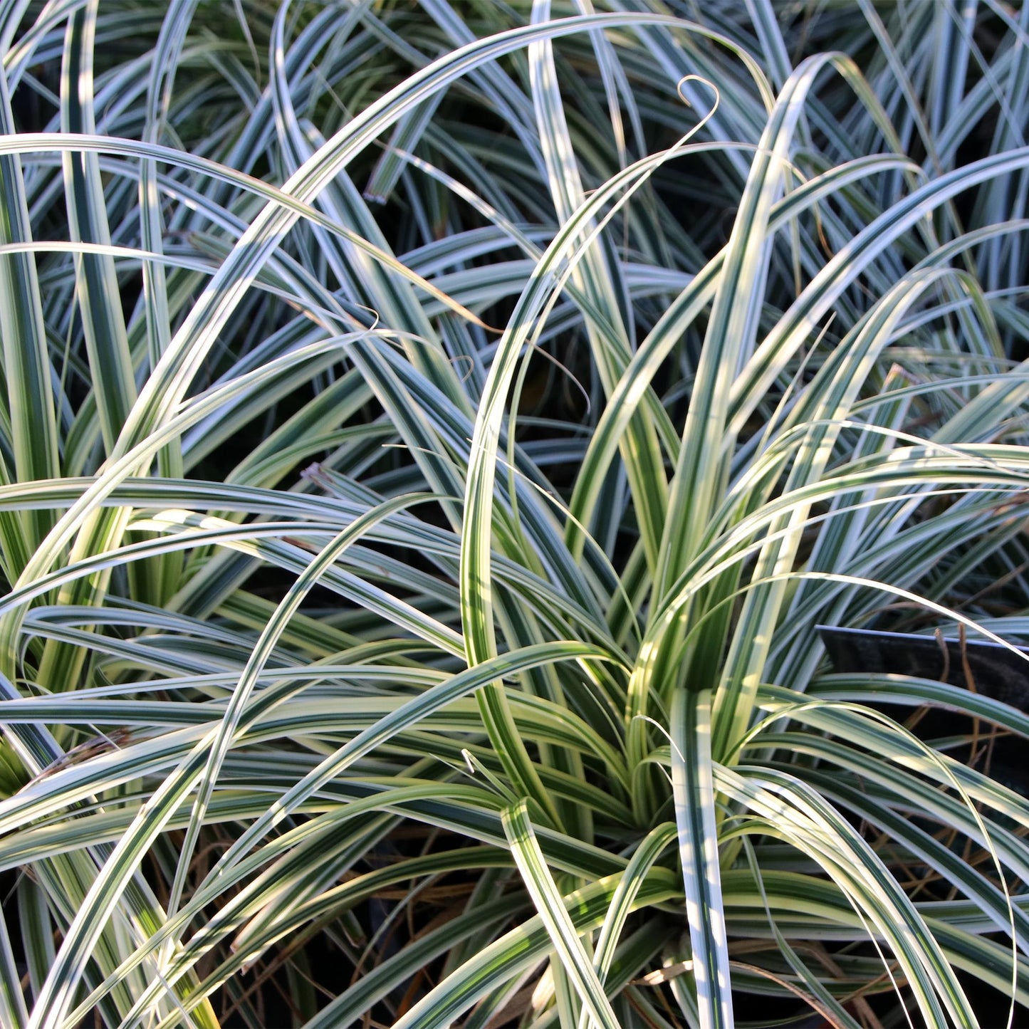 🌾 Carex oshimensis ‘Everest’ – Witgroen Siergras | (4 stuks)