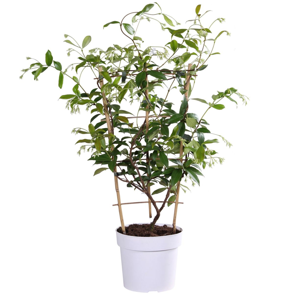 🌼 Trachelospermum ‘Star of Toscana’ – Toscaanse Jasmijn Geel