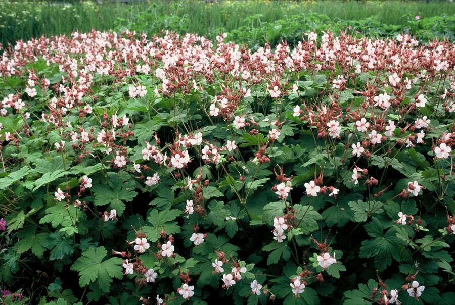 🌿 Geranium macrorrhizum ‘Spessart’ – Winterharde Geurende Bodembedekker (24 stuks)