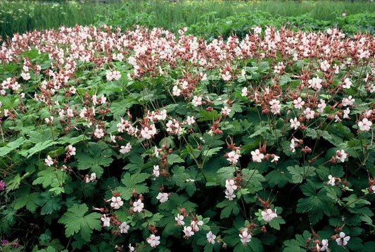 🌿 Geranium macrorrhizum ‘Spessart’ – Winterharde Geurende Bodembedekker (24 stuks)