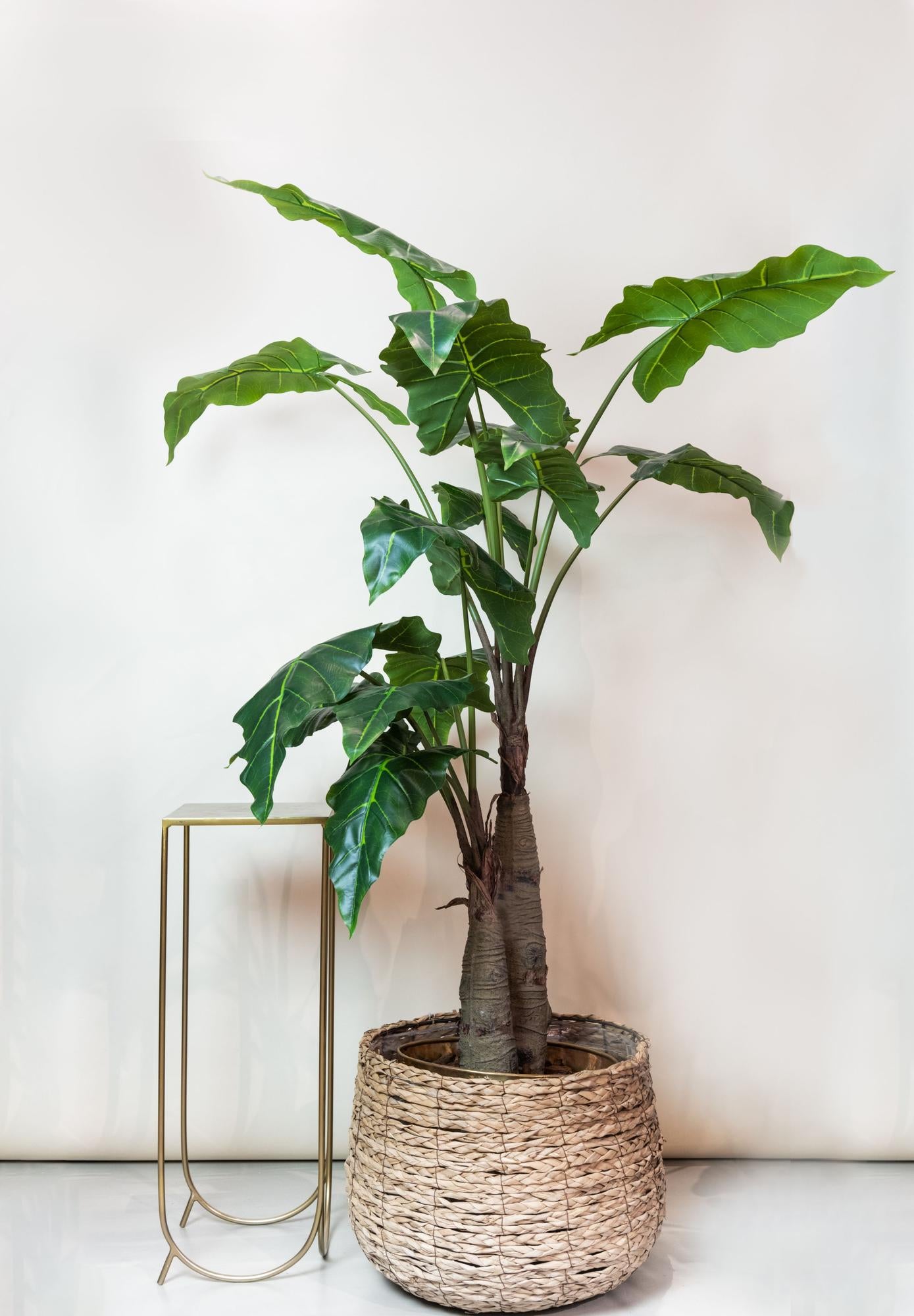 🌿 Kunstplant Alocasia – Olifantsoor | Luxe Tropische Kunstplant