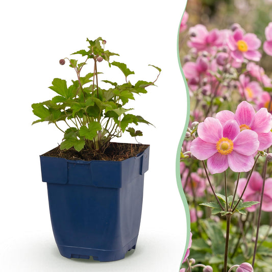 🌿 Anemone hupehensis 'Splendens' – Donkerroze Herfstanemoon | 3 stuks