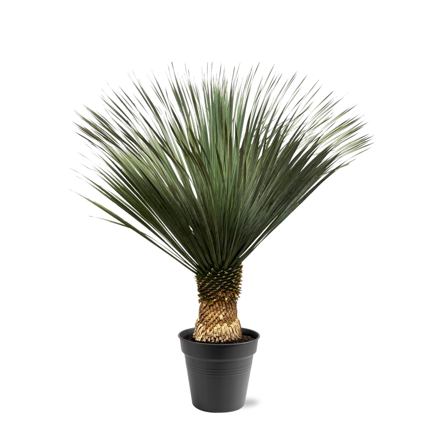 🌵 Yucca Rostrata – Blauwe Palmlelie