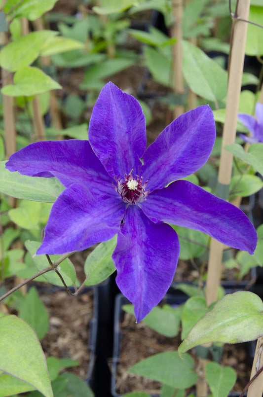 🌸 Clematis ‘The President’ – Klimplant