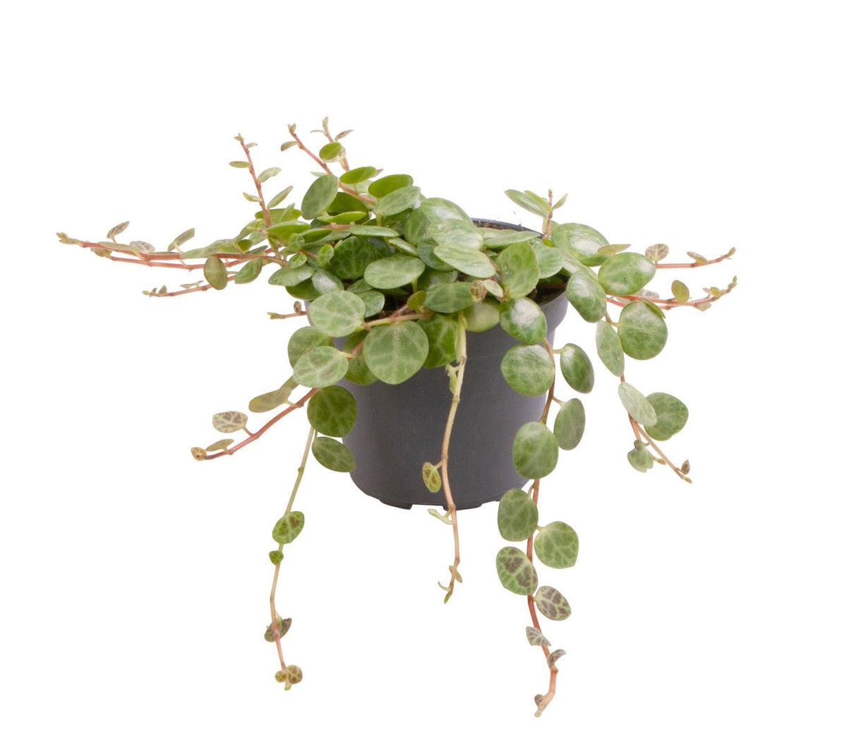 🐢 Peperomia prostrata – Schildpadpeperomia – Tropische hangplant