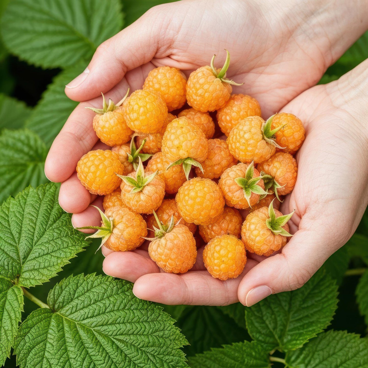🍑 Framboos ‘Fallgold’ – Gele Frambozenplant | (3 stuks)