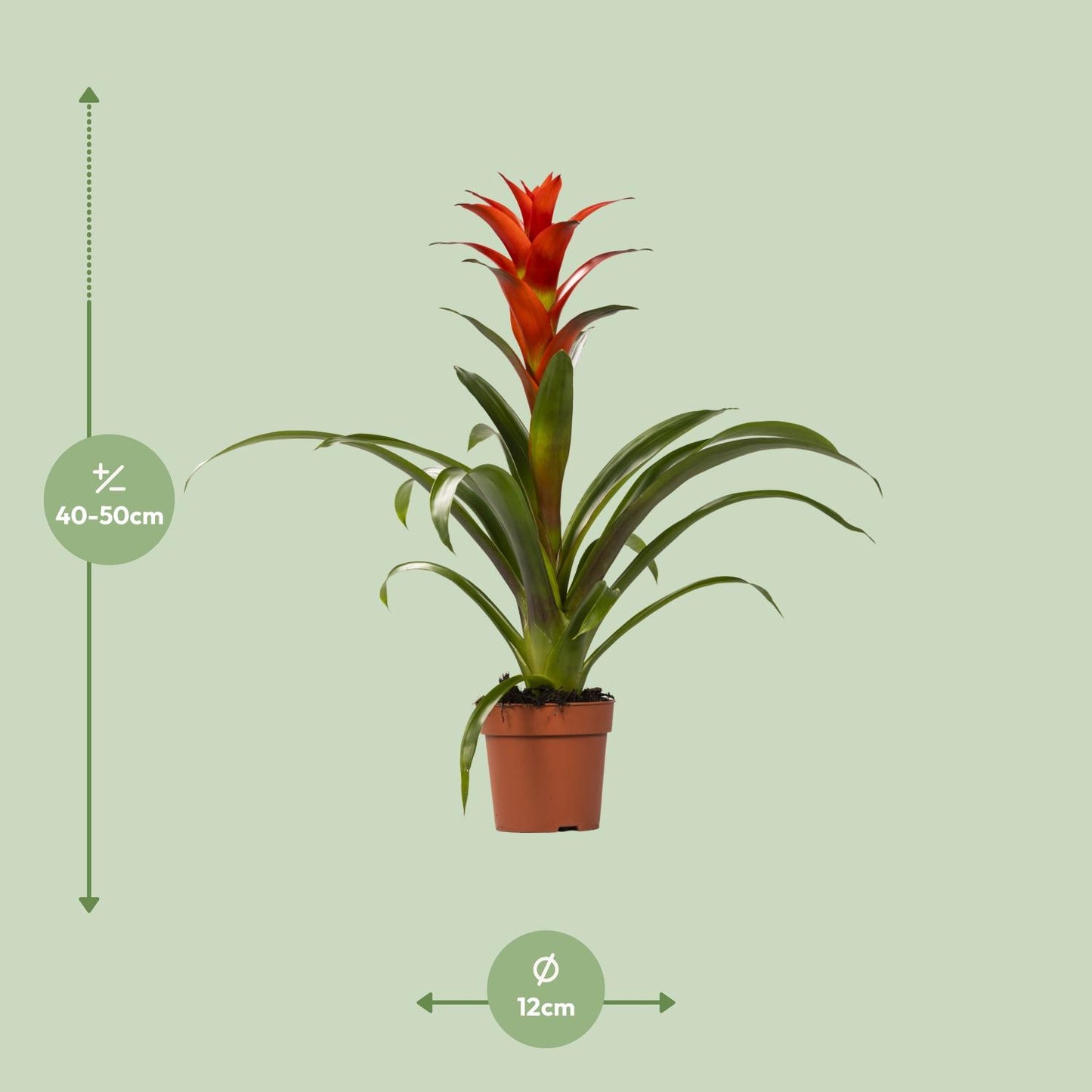 🌺 Guzmania ‘Ostara’
