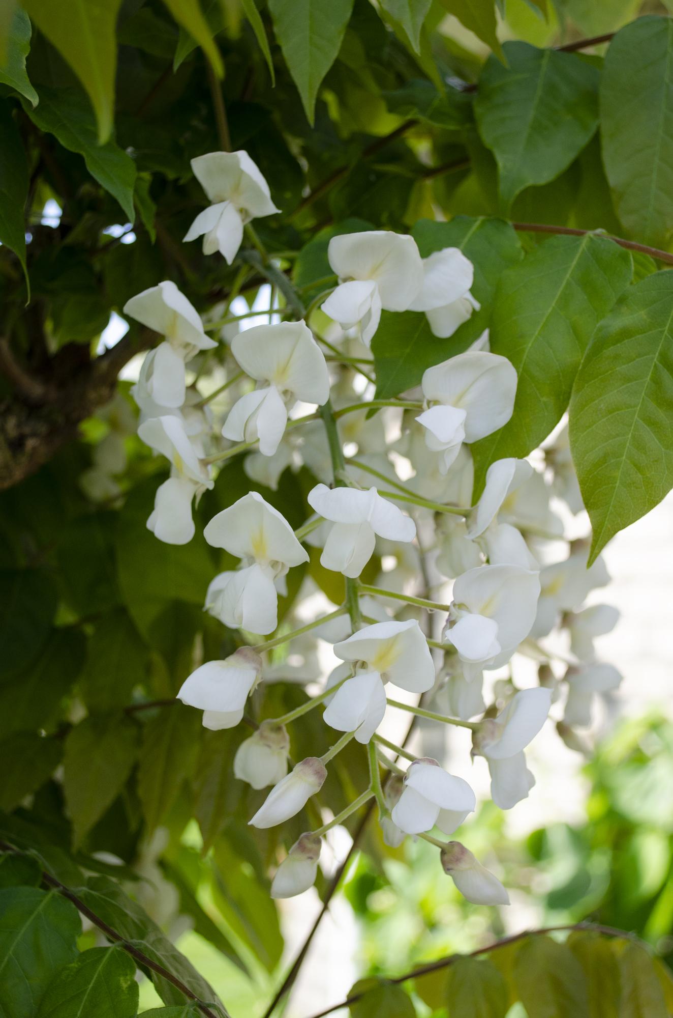 🤍 Wisteria floribunda ‘Alba’ – Witte Blauwe Regen