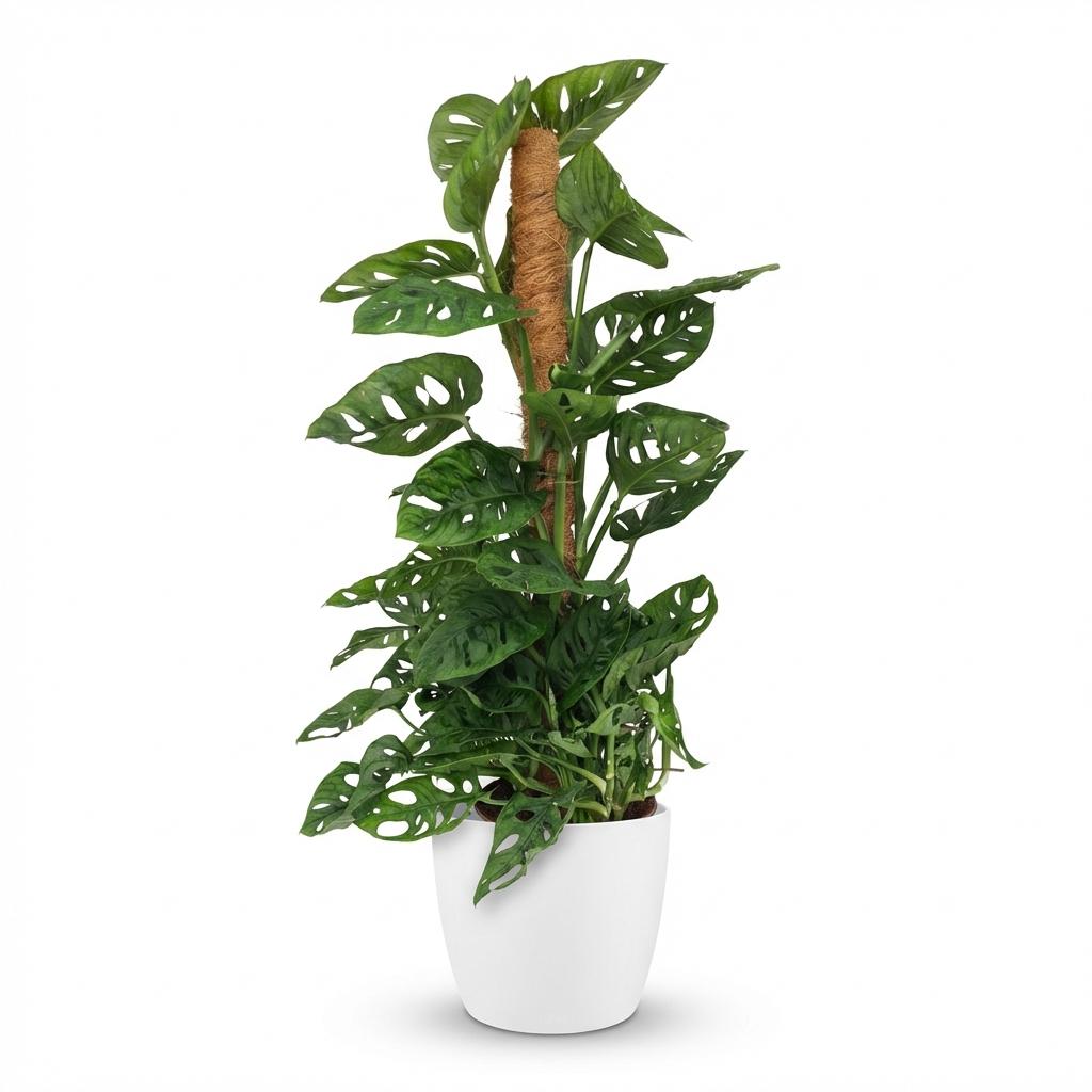 🌿 Monstera adansonii ‘Monkey Mask’ | Gatenplant met Mosstok & Witte Pot