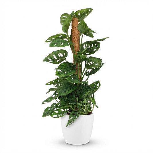 🌿 Monstera adansonii ‘Monkey Mask’ | Gatenplant met Mosstok & Witte Pot