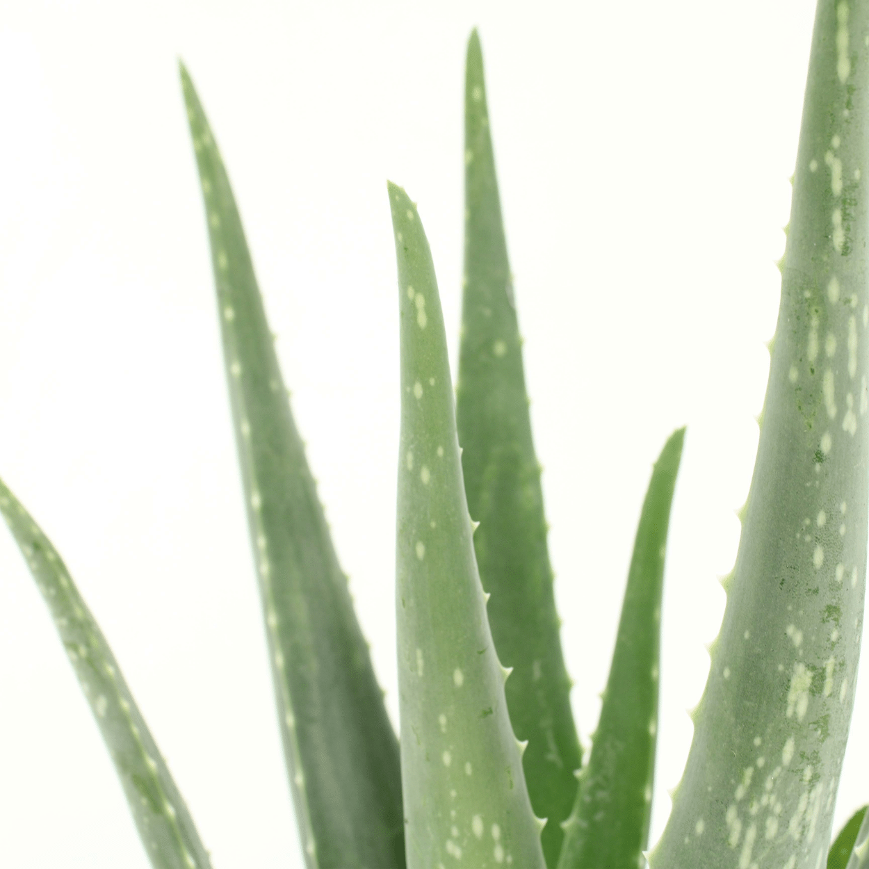 🌵 Aloe Vera – Succulente sierlijke Plant (2 stuks)