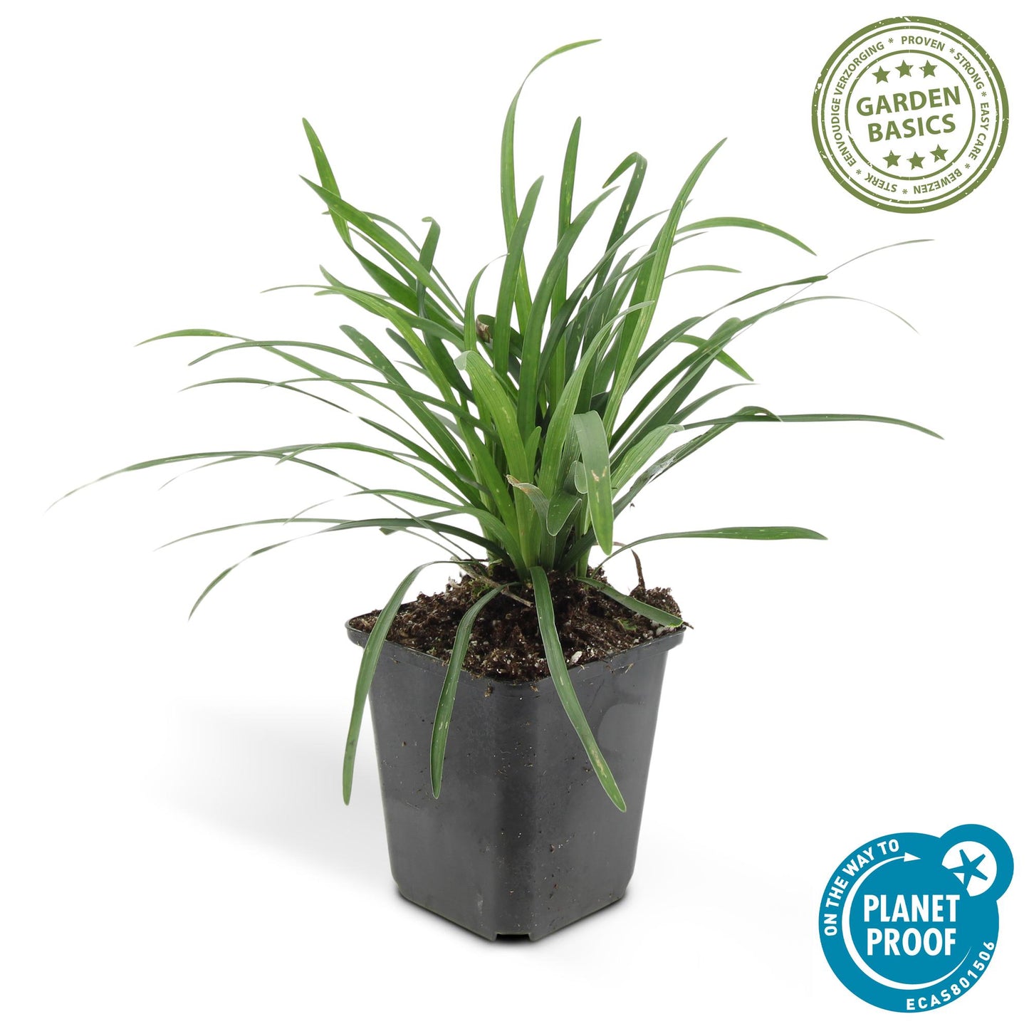🌿 Liriope ‘Big Blue’ – Wintergroene Bloeiende Bodembedekker (24 stuks)