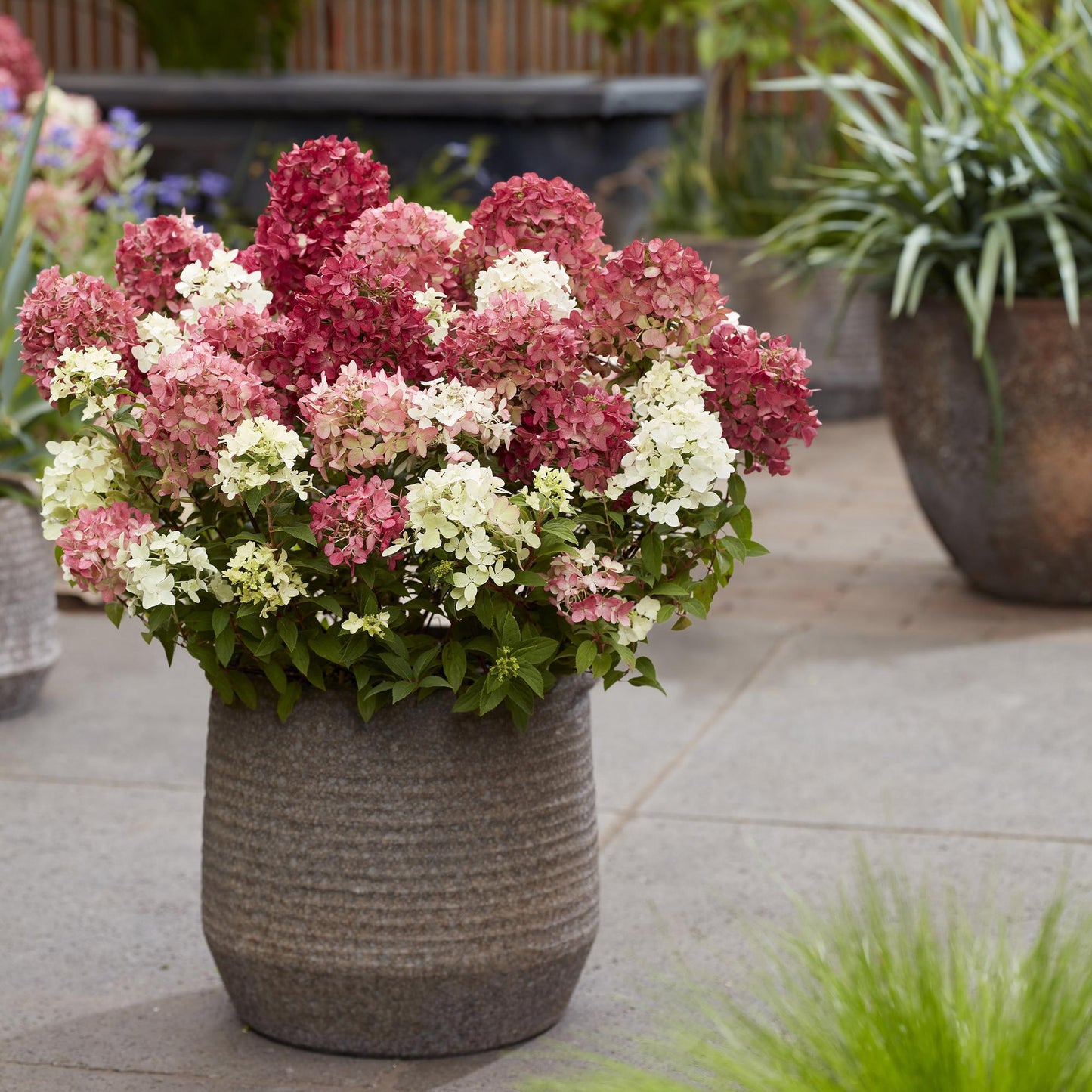 🌸 Hydrangea Groundbreaker Ruby | Pluimhortensia