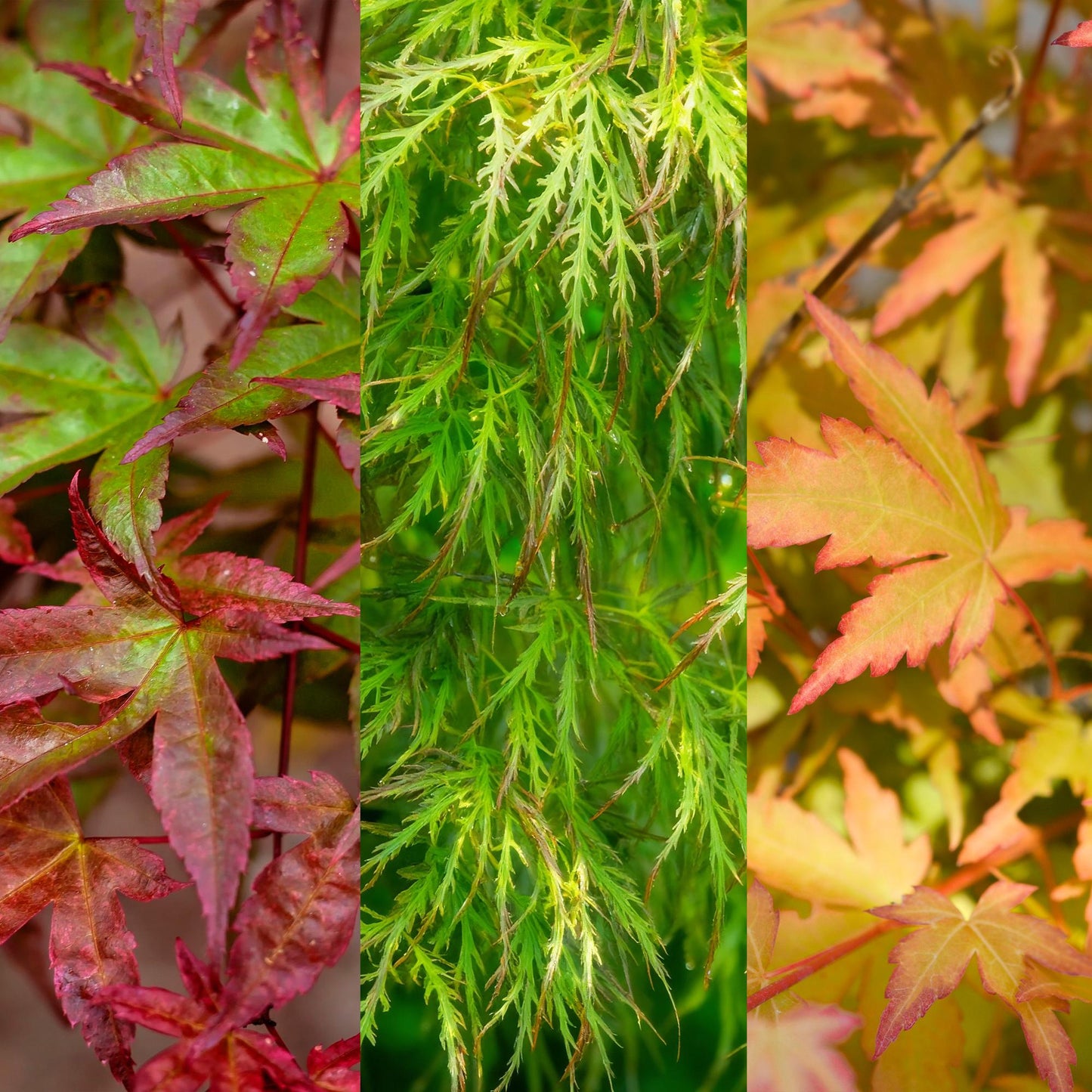 🍁 Acer palmatum ‘Tricolour’ – Japanse Esdoorn Rood-Groen-Oranje (3 stuks)