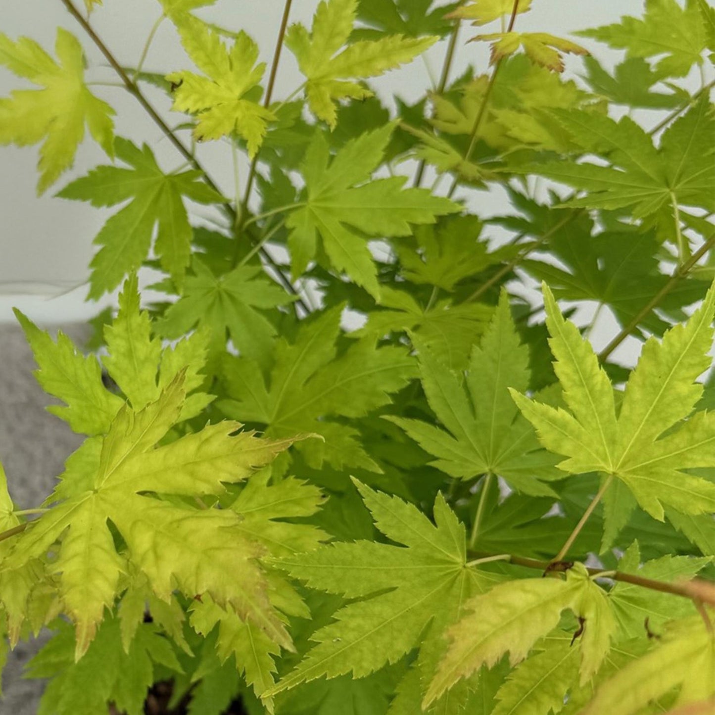 🌳 Acer palmatum ‘Orange Dream’ – Japanse Esdoorn (2 Stuks)