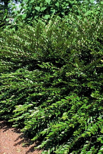 🌿 Lonicera pileata 'Purple Pearl' | Bodembedekker (48 Stuks)