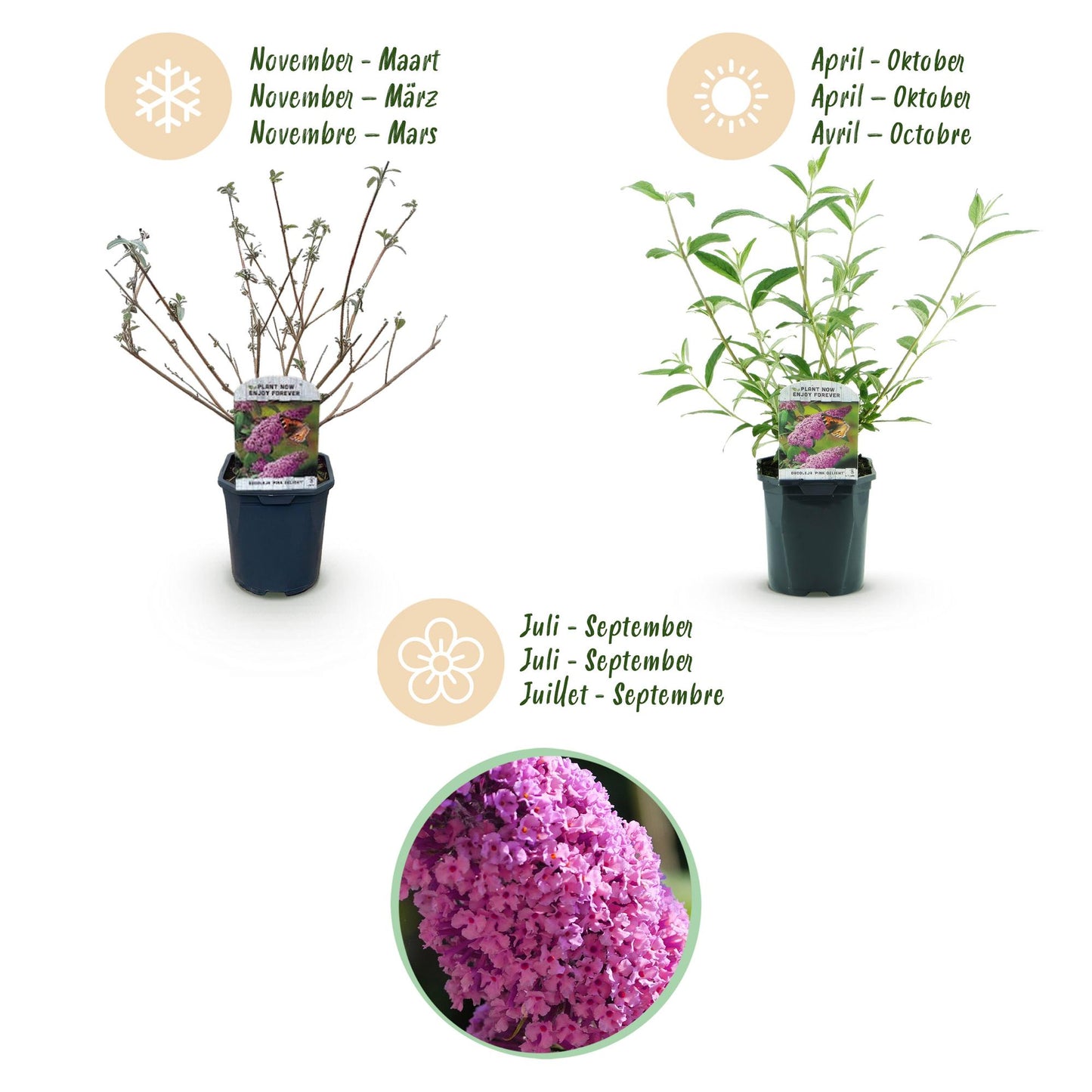 🦋 Buddleja davidii ‘Pink Delight’ – Roze Vlinderstruik | (3 stuks)
