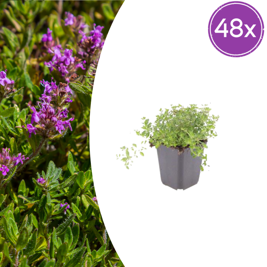 🌿 Thymus serpyllum – Winterharde Kruiptijm Bodembedekker (48 stuks – ca. 4–8 m²)