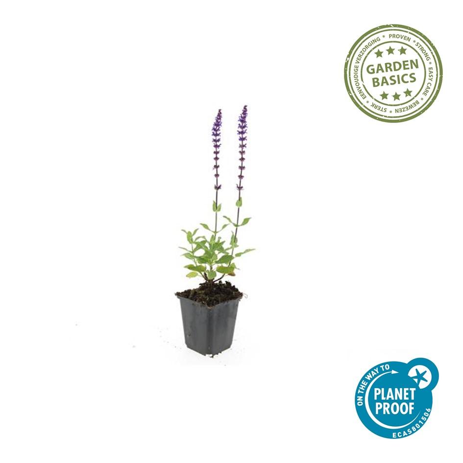 🌸 Salvia nemorosa ‘Caradonna’ – Salie (6 Stuks)