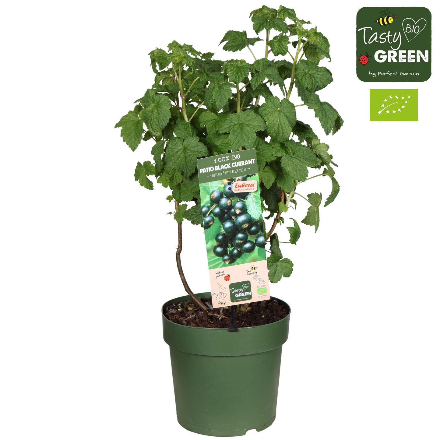 🍇 Ribes Low 'Little Black Sugar' Bio | Compacte Zwarte Bes voor Tuin & Balkon