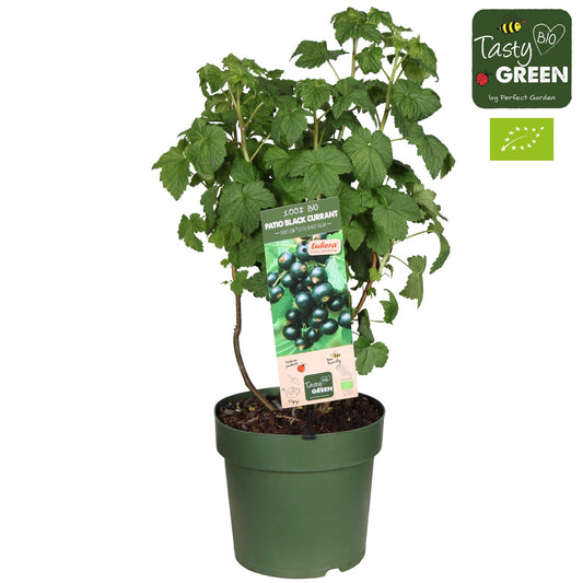 🍇 Ribes Low 'Little Black Sugar' Bio | Compacte Zwarte Bes voor Tuin & Balkon