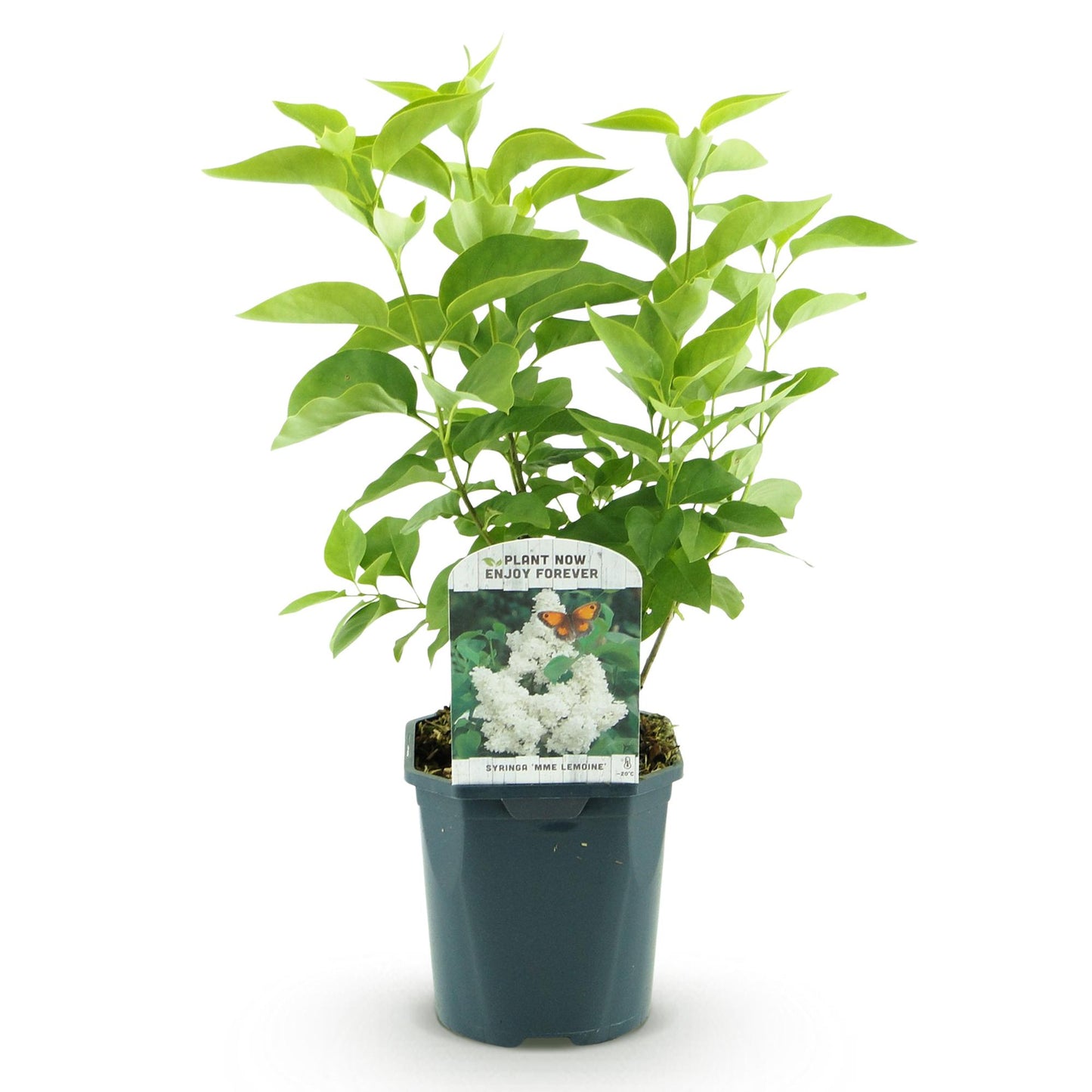 🤍 Syringa vulgaris ‘Mme Lemoine’ – Witte Sering