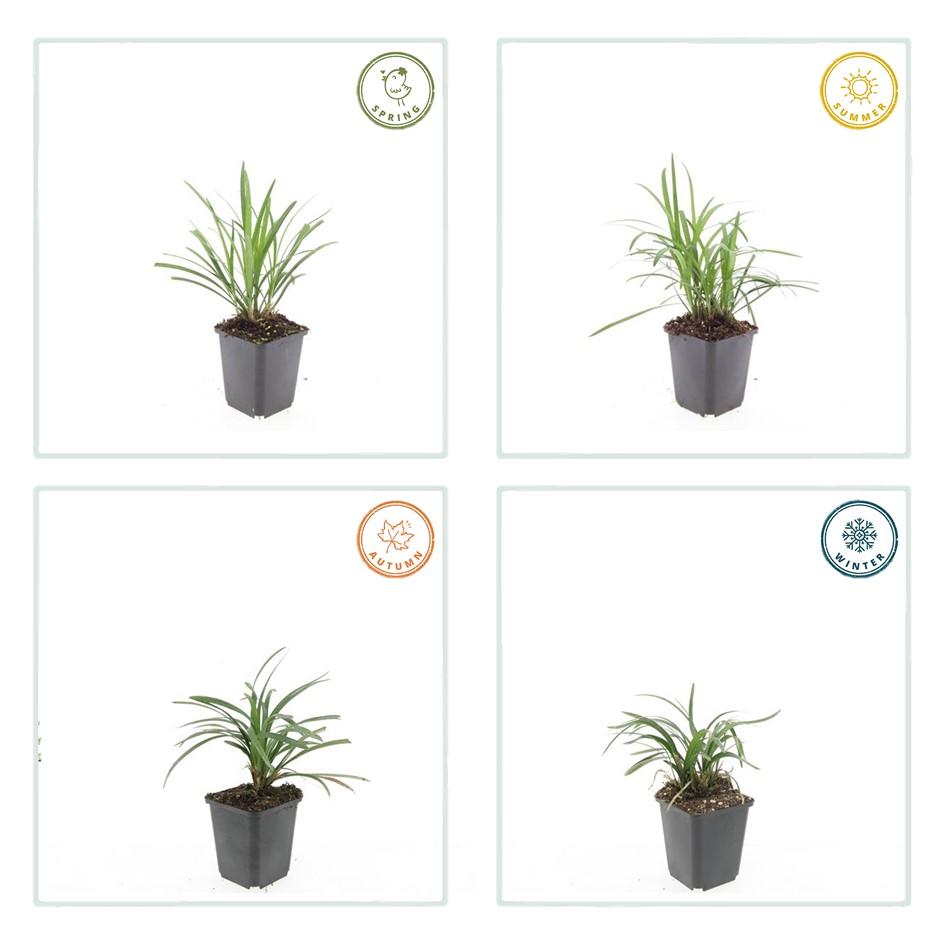 🌿 Liriope muscari 'Monroe White' | Leliegras (48 Stuks)