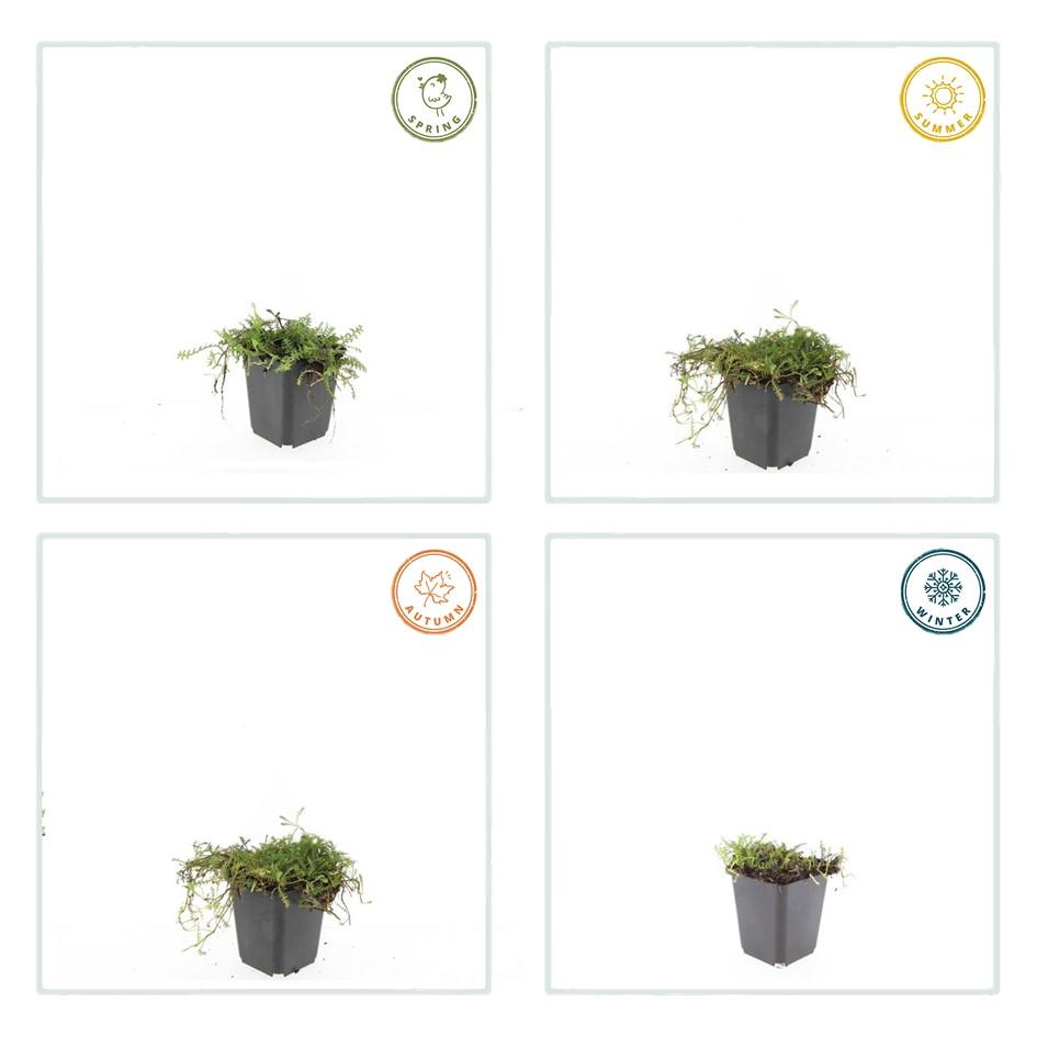 🌿 Leptinella squalida – Winterharde Lage Bodembedekker (24 stuks)