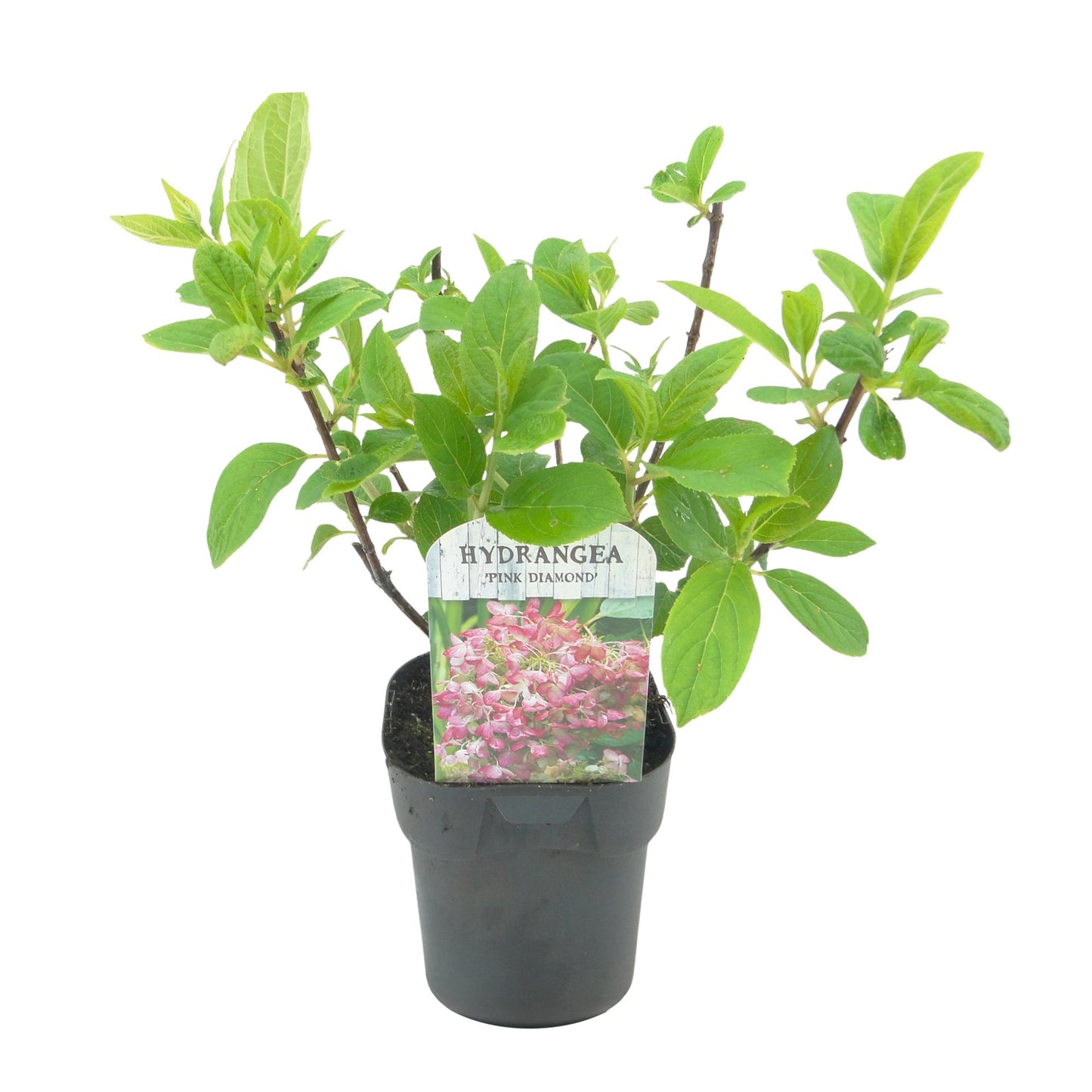🌸 Hydrangea paniculata ‘Pink Diamond’ – Pluimhortensia | (3 stuks)