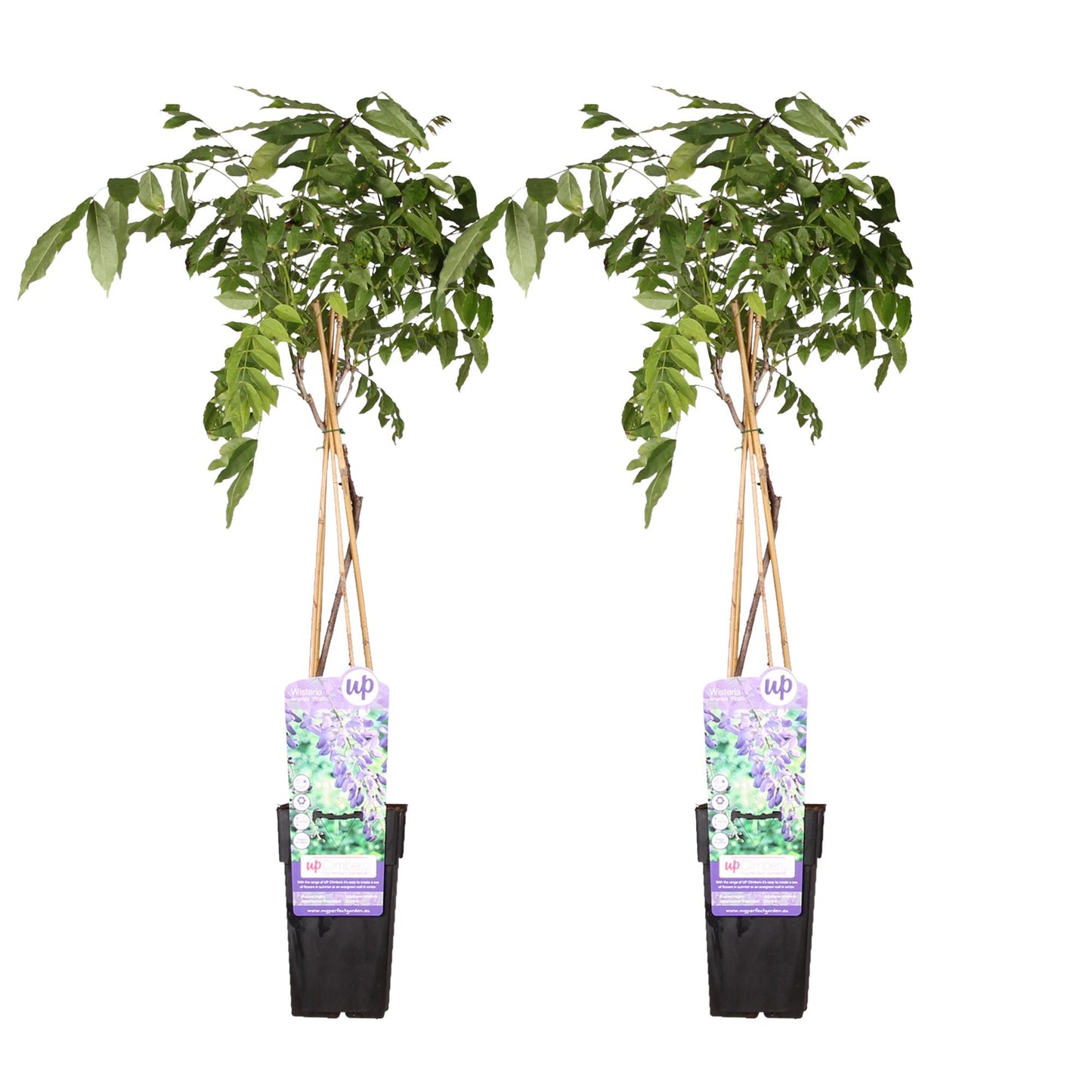 💜 Wisteria sinensis ‘Prolific’ – Blauwe Regen | (2 stuks)