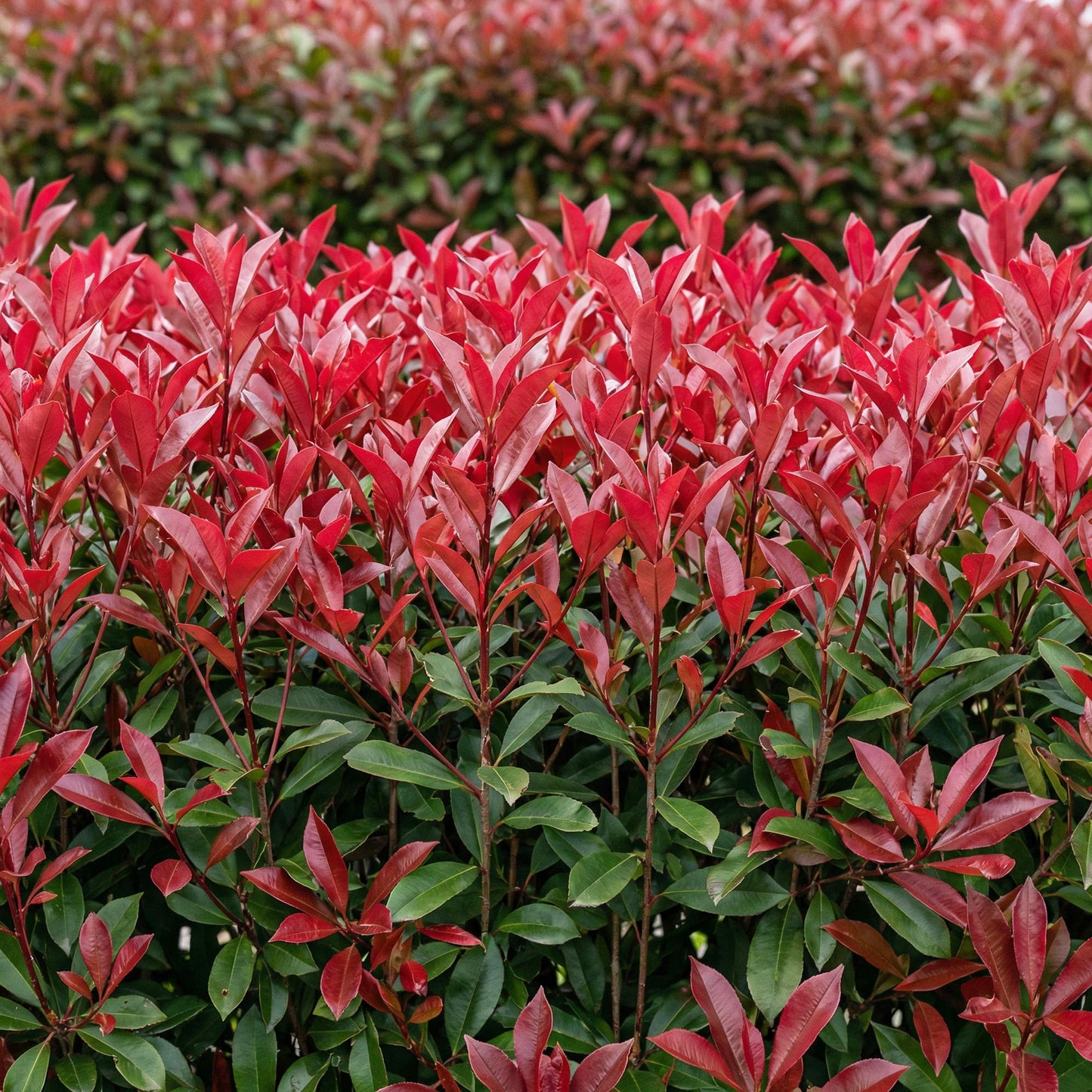 🌿 Photinia fraseri ‘Carré Rouge’ | Haagplant met Rood Blad (6 Stuks)