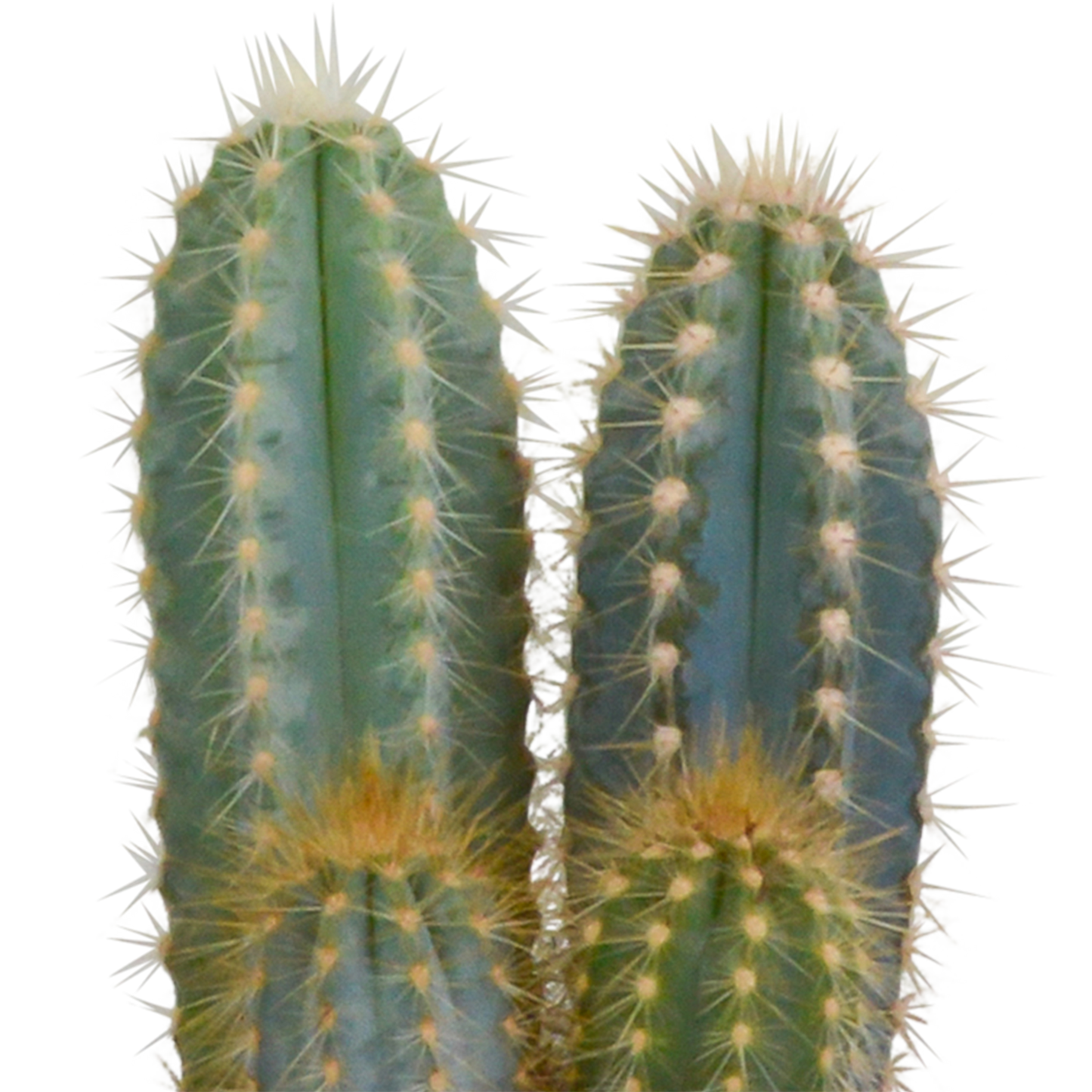 🌵 Cactus Mix – 3 stuks – Ø10,5cm – In witte pot – Stoer & Onderhoudsarm