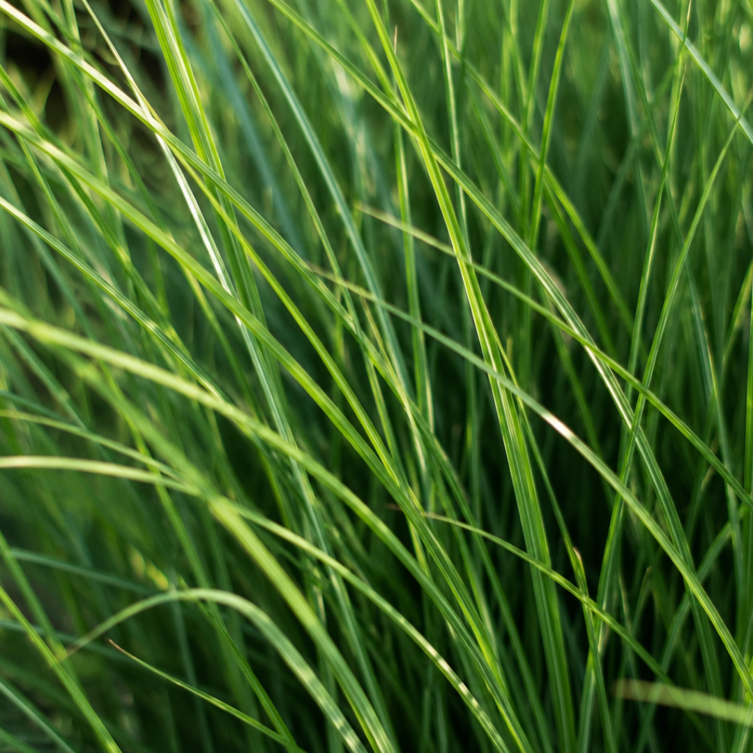 🌿 Panicum virgatum 'Northwind' – Vingergras | 3 stuks