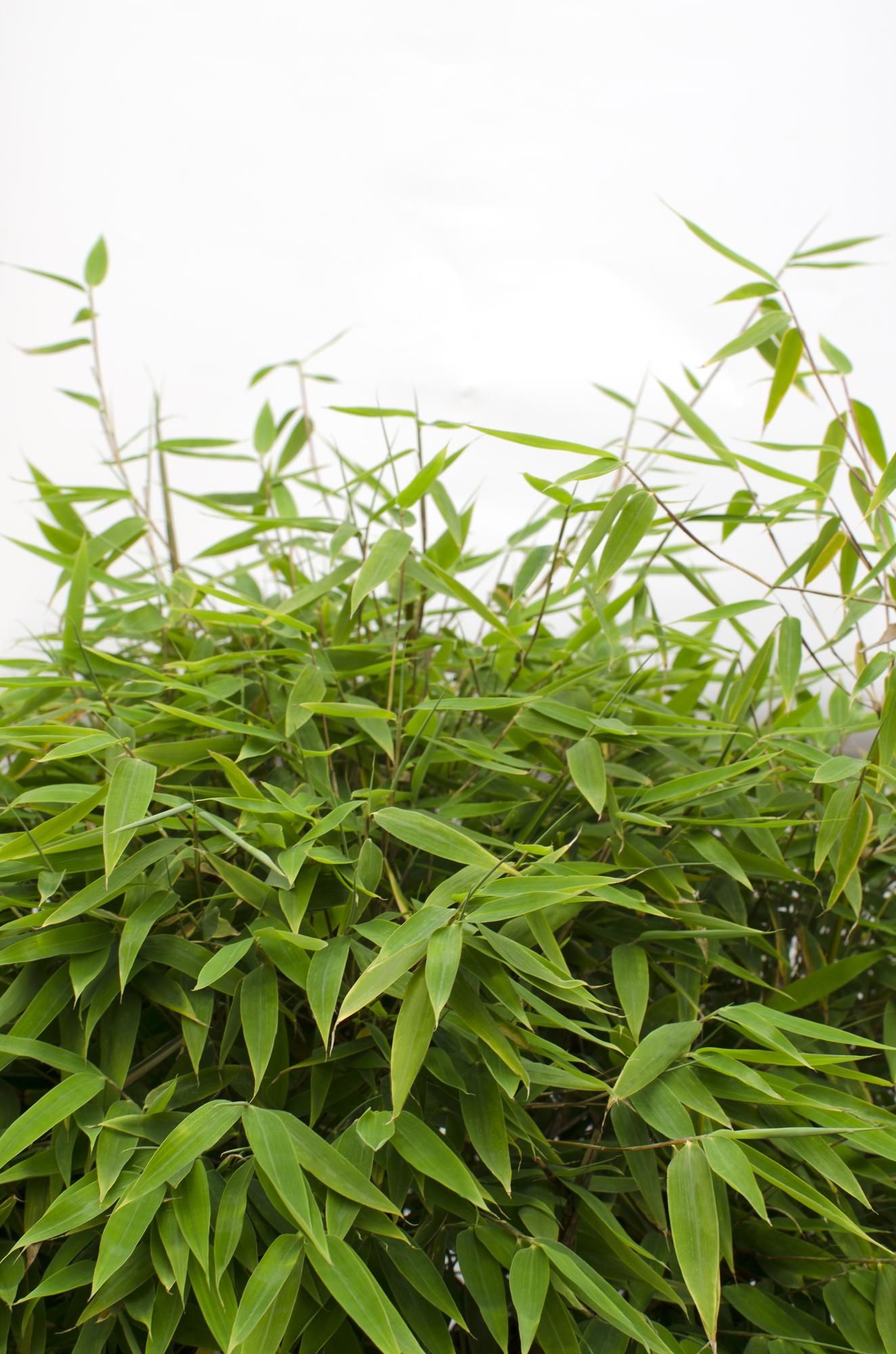 🎋 Fargesia ‘Moontears’® – Compacte Niet-woekerende Bamboe