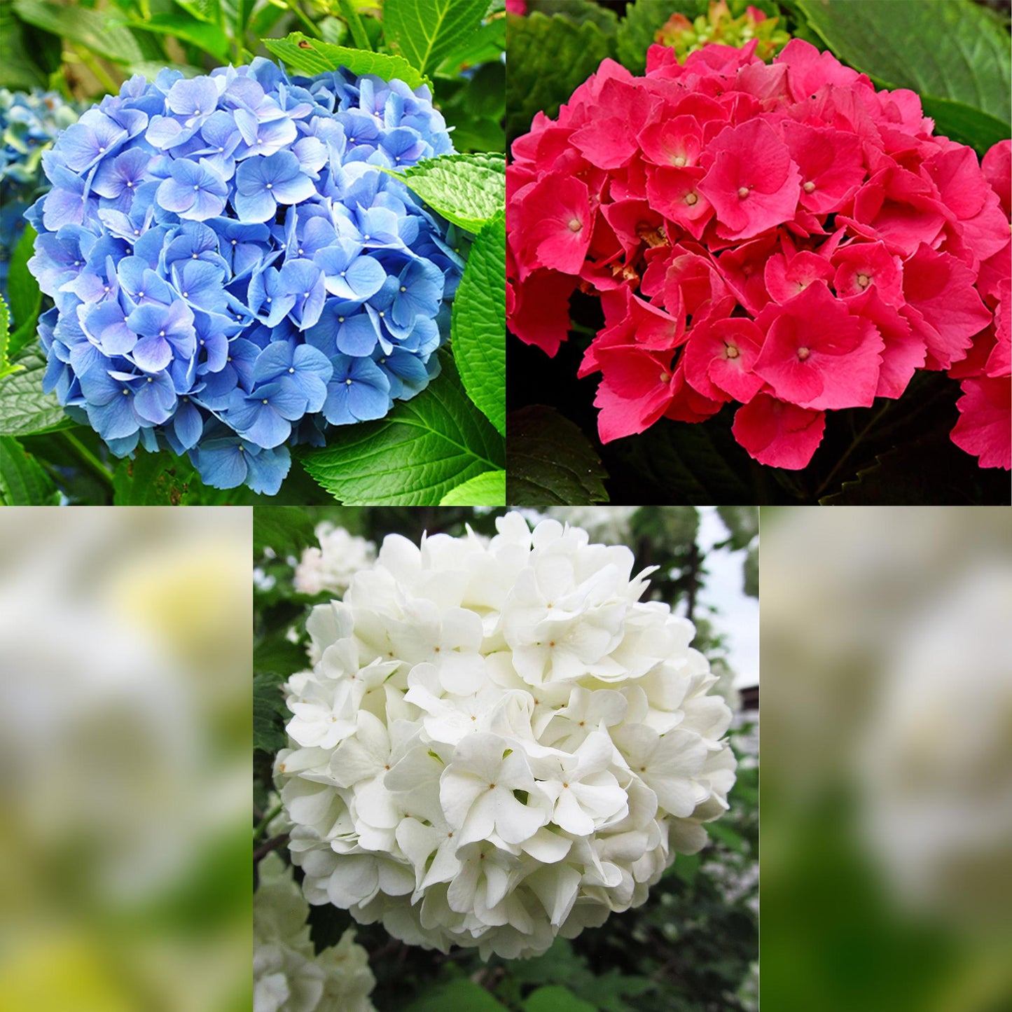 🌸 Hydrangea macrophylla ‘Tricolour’ – Hortensia (3 Stuks)