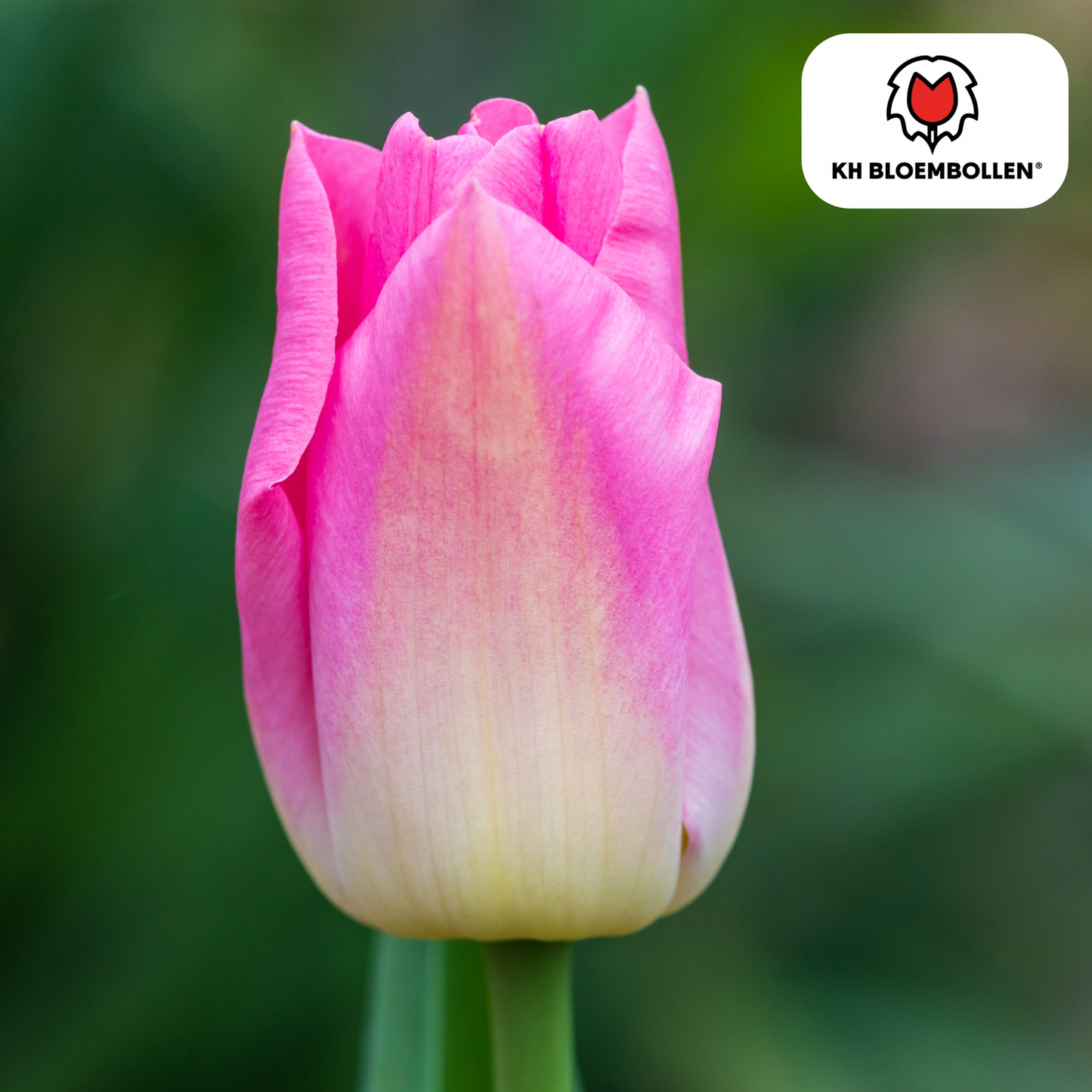 🌷 Tulpenbollen ‘Dynasty’ – Roze Tulp (20 Stuks)