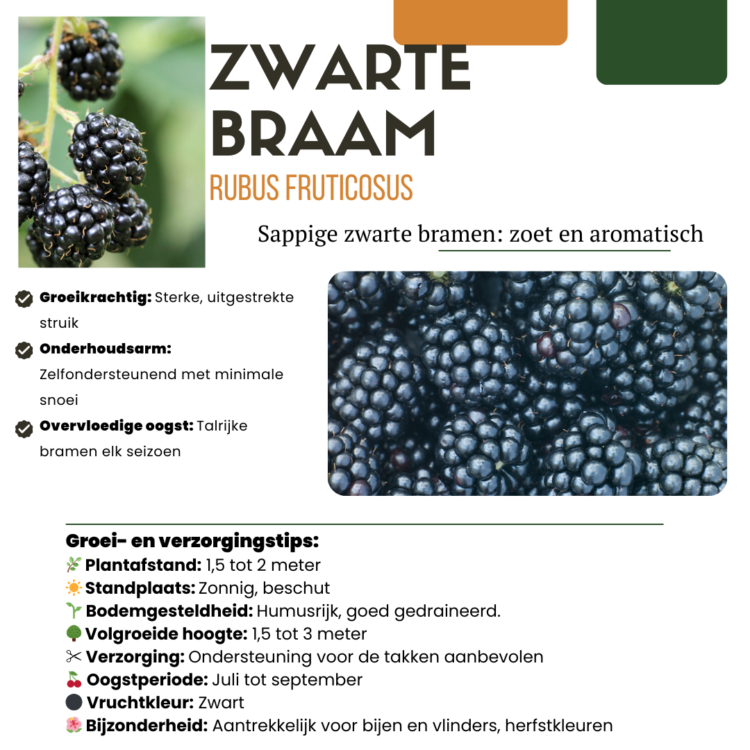 🍓 BIO Fruitplanten Mix ‘Zoete Oogst’ (3 Stuks)