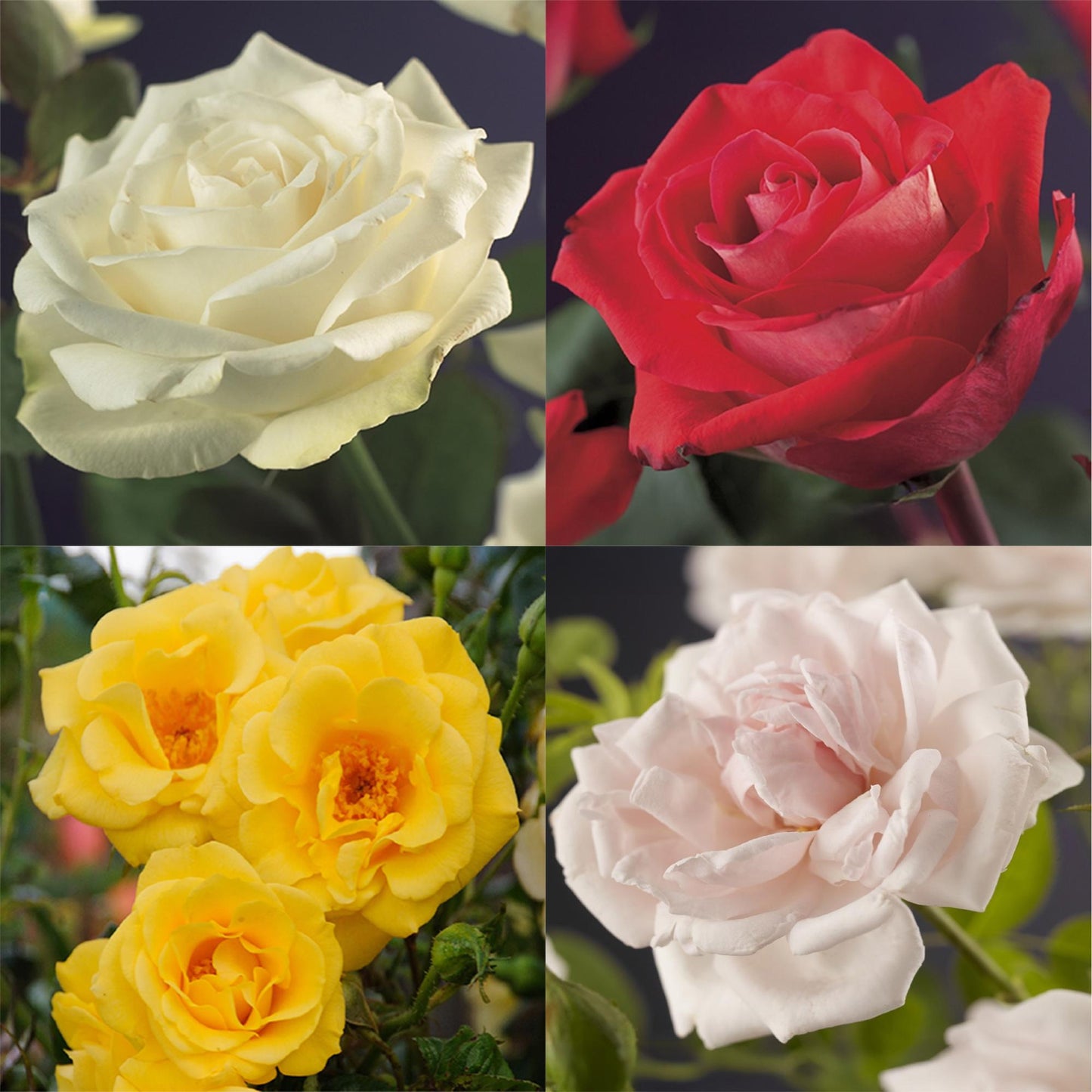 🌹 Rosa ‘Rainbow’ – Klimroos (4 Stuks)