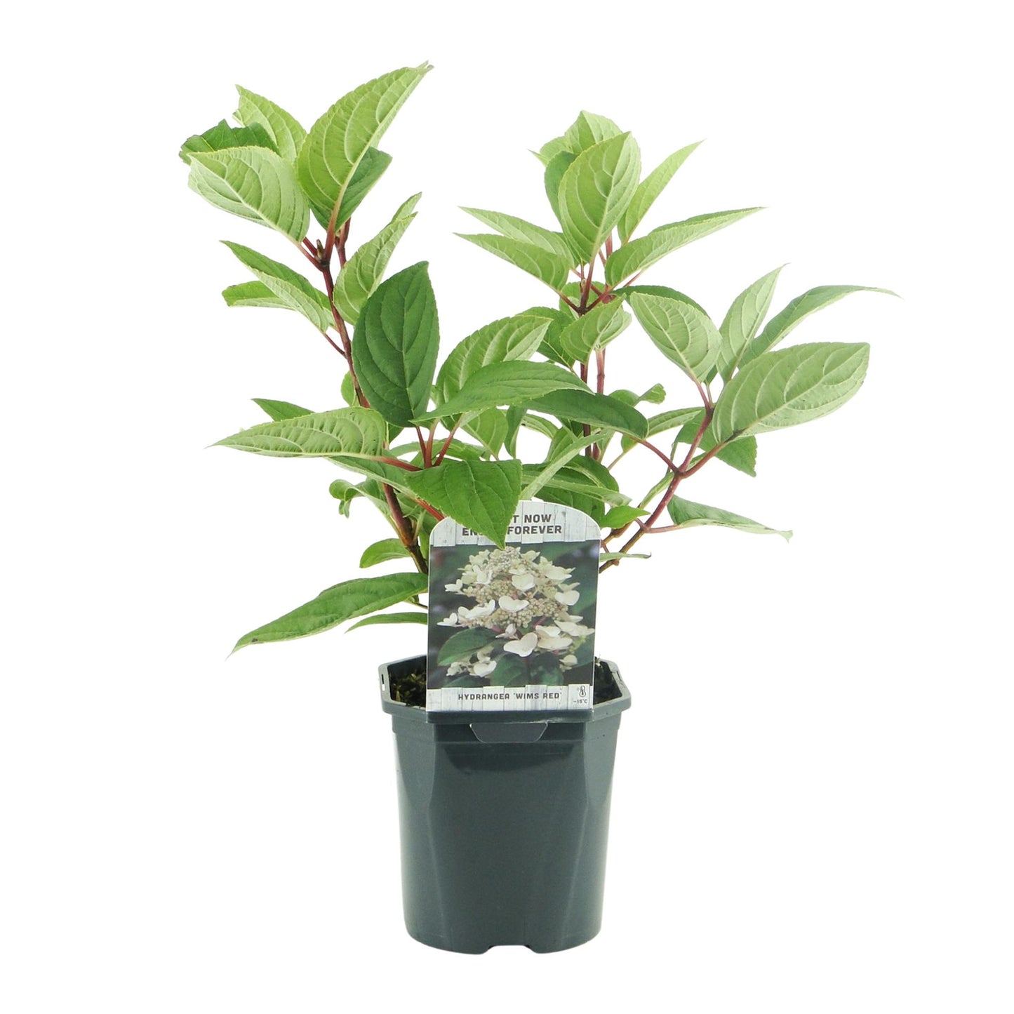 🌸 Hydrangea paniculata ‘Wim’s Red’ – Pluimhortensia | (3 stuks)