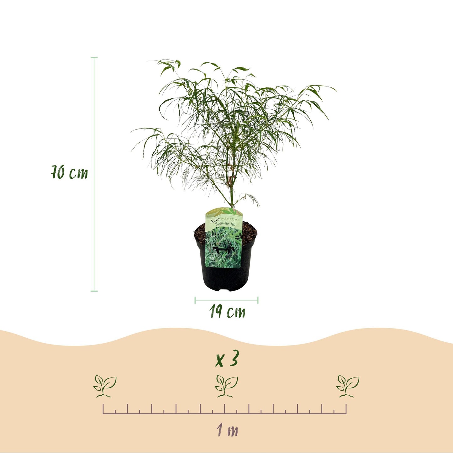 🌳 Acer palmatum ‘Koto-no-ito’ – Japanse Esdoorn
