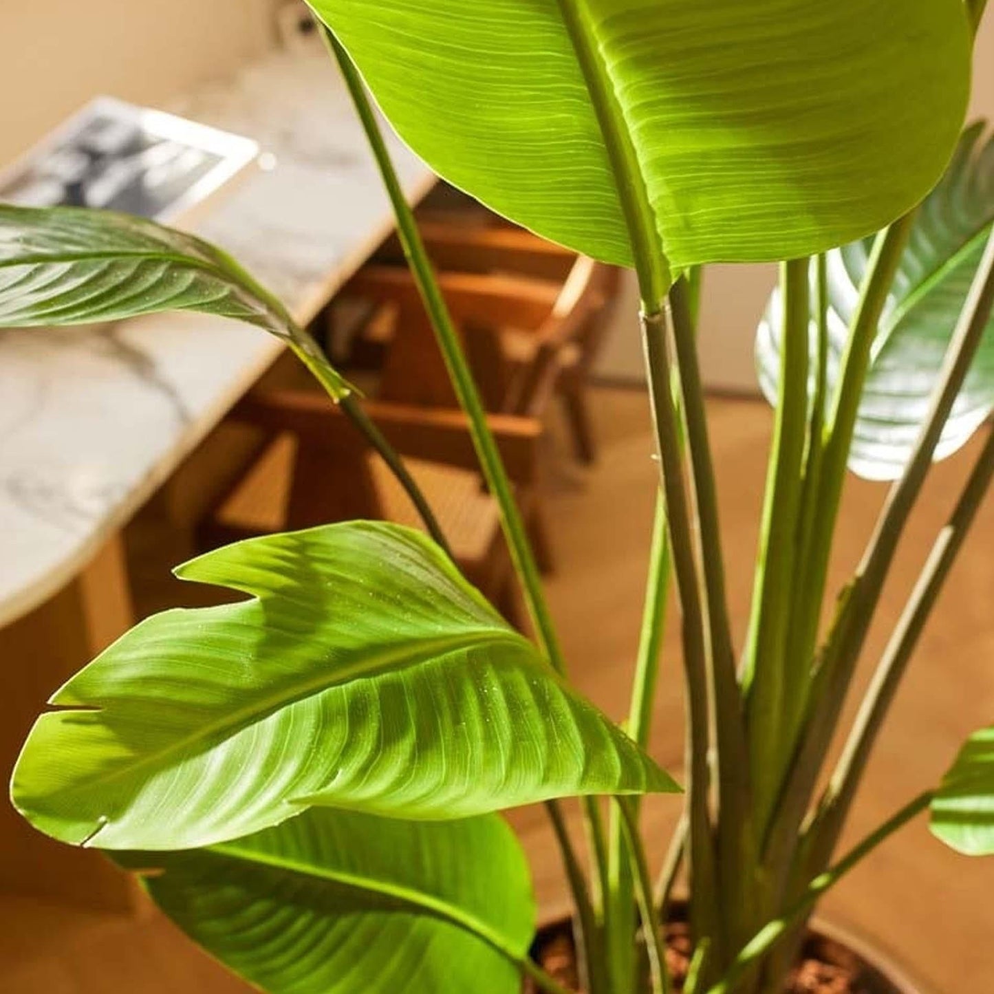 🌿 Strelitzia nicolai – Grote Realistische Kunstplant (180 cm)
