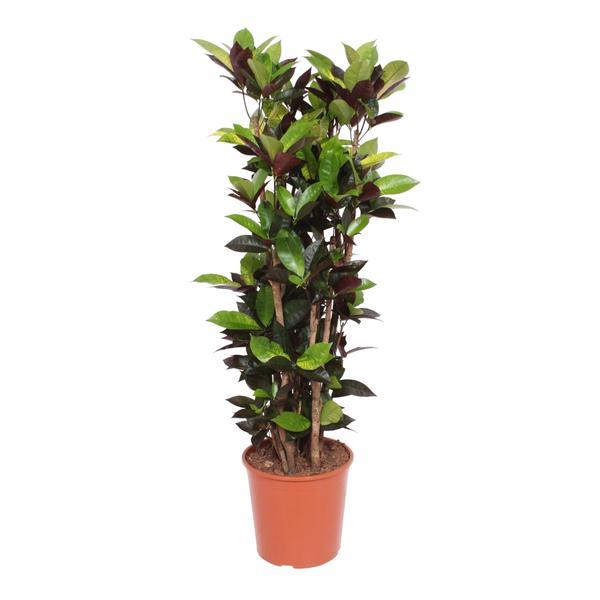 🌿 Codiaeum Iceton
