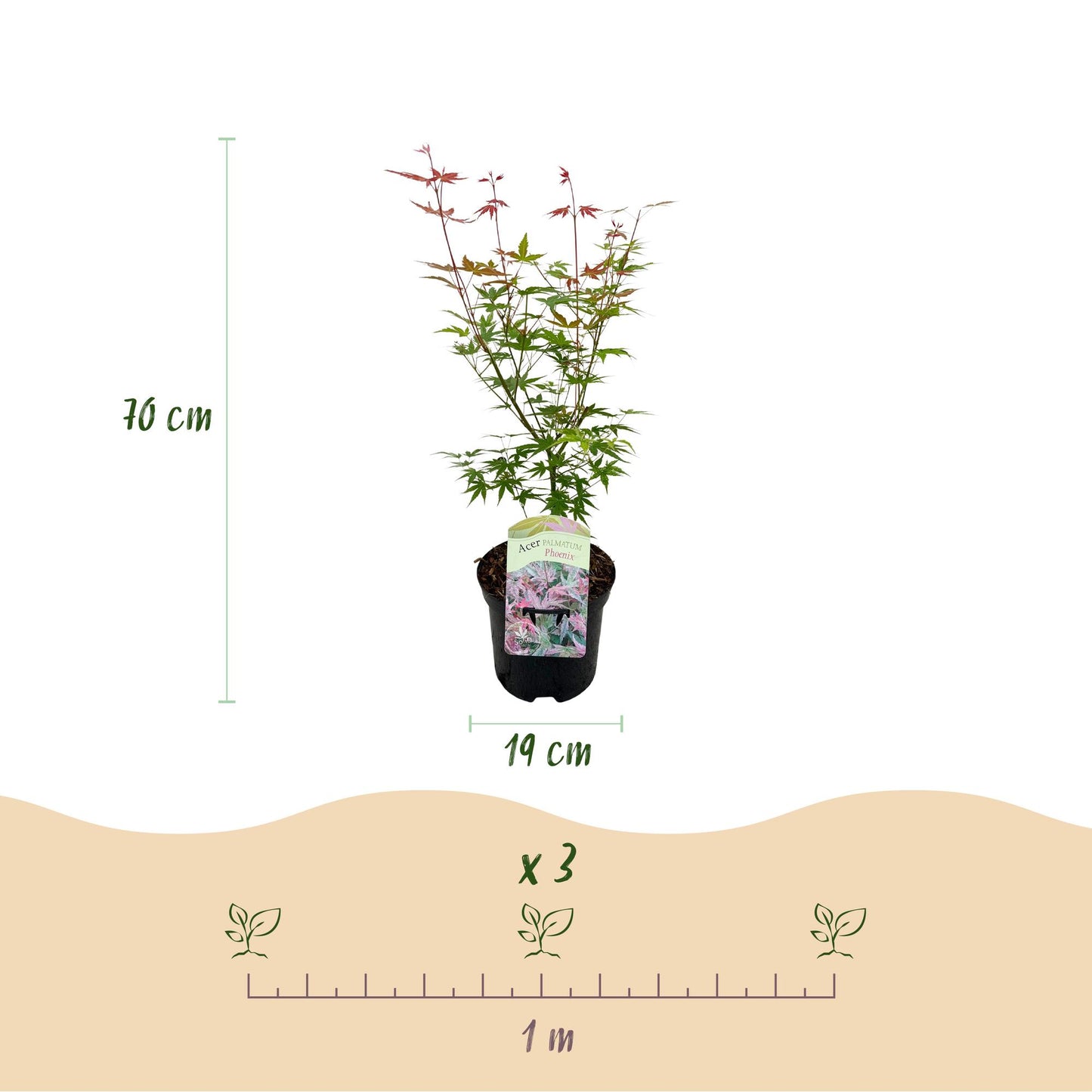 🍁 Acer palmatum ‘Phoenix’ – Japanse Esdoorn Roze (2 stuks-XL)