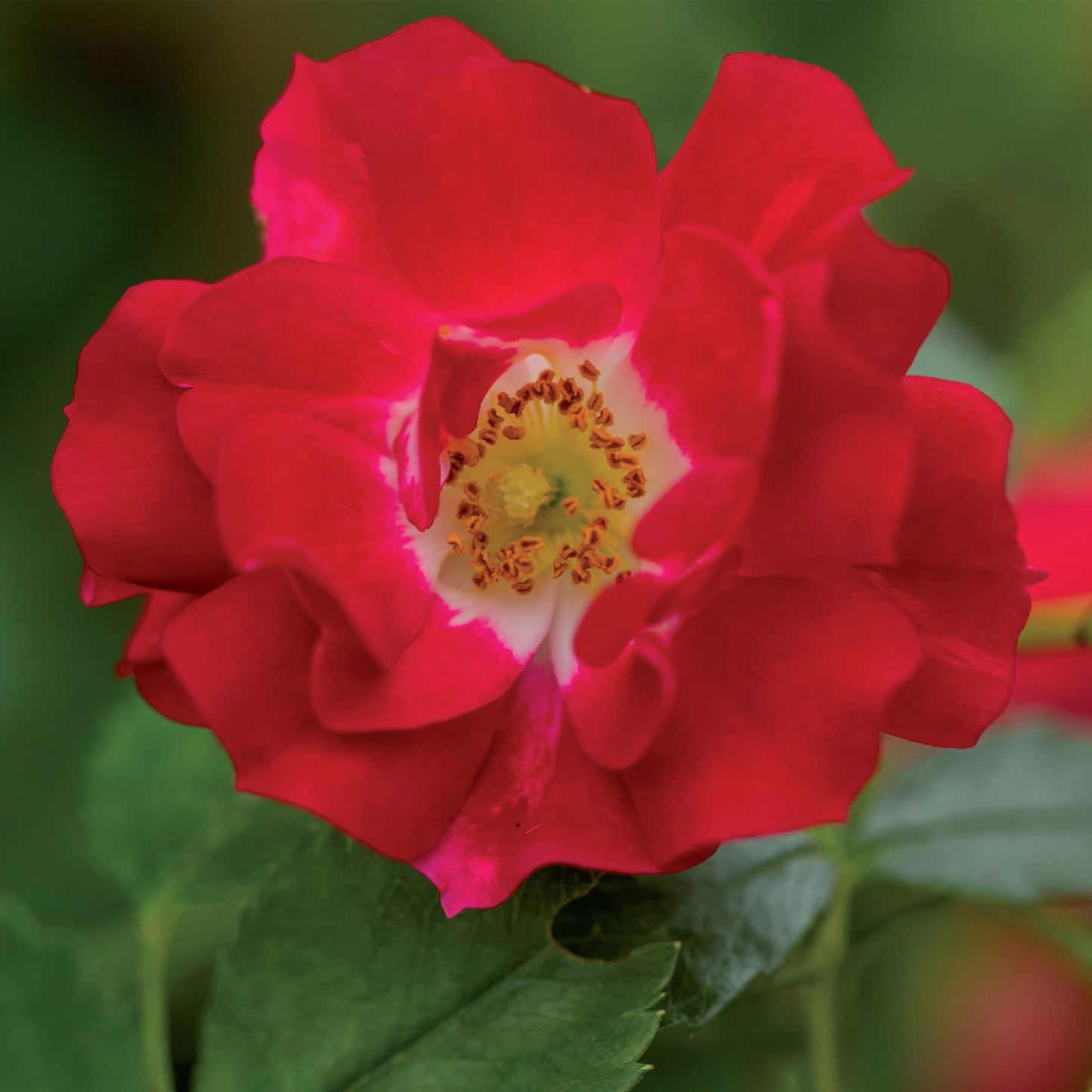 ❤️ Rosa ‘Red Queen’ – Klimroos (2 Stuks)