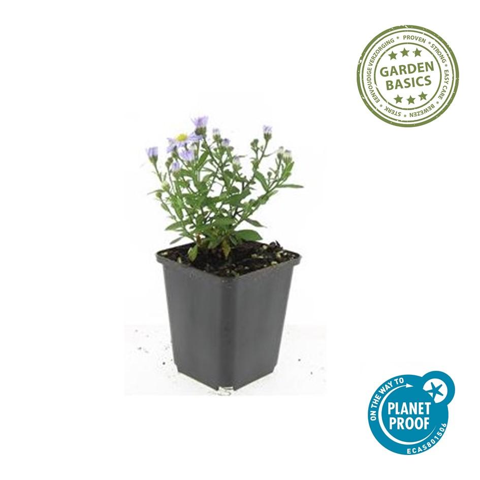 🌸 Aster ‘Prof. Anton Kippenberg’ – Winterharde Bloeiende Bodembedekker (24 stuks)