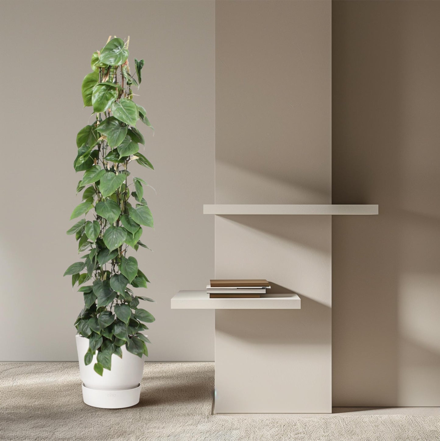 🌿 Philodendron Scandens | Grote Klimplant op Gaasrek