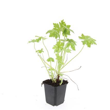 🌿 Geranium macrorrhizum – Winterharde Geurende Bodembedekker (24 stuks)