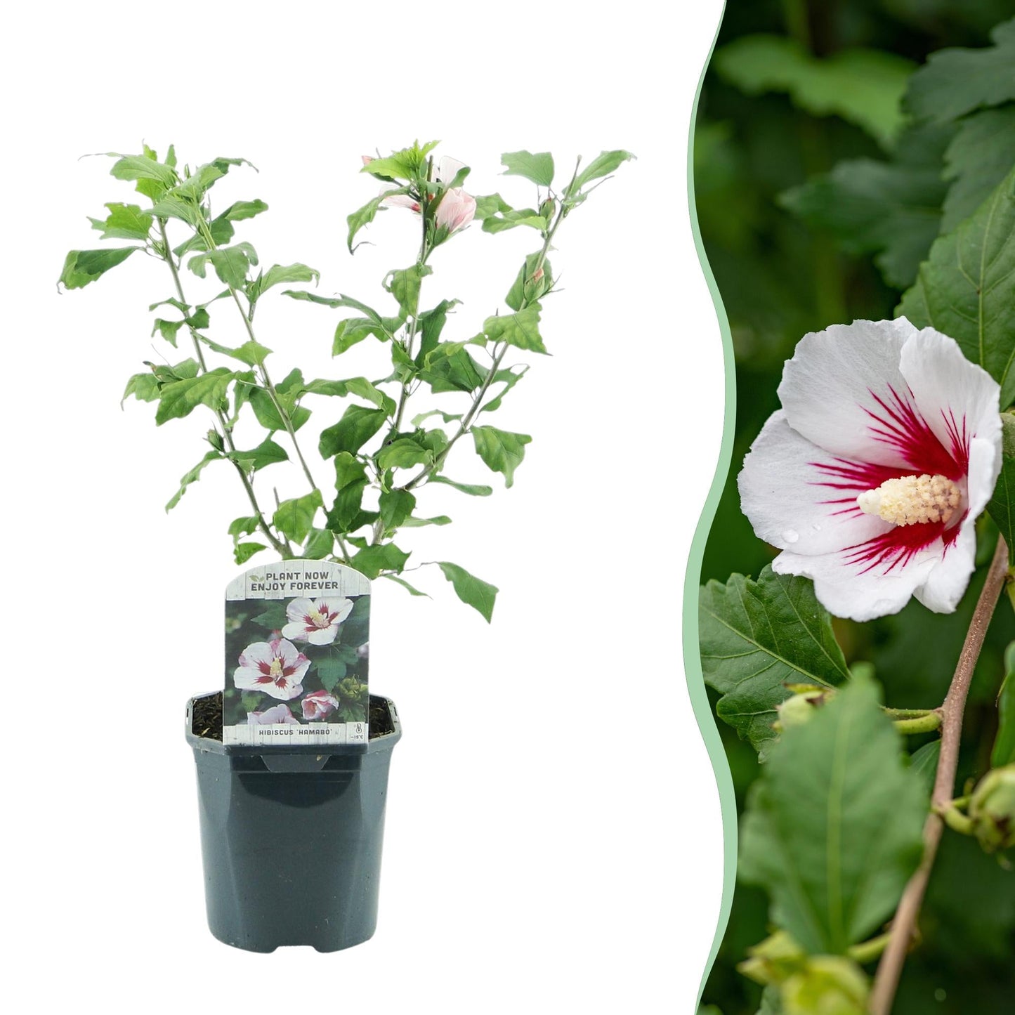 🌸 Hibiscus syriacus ‘Hamabo’ – Hibiscus