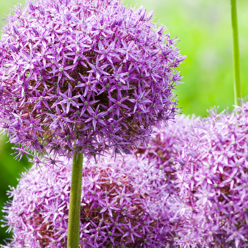 🌿 Allium ‘Globemaster’ – Paarse Sierui (5 Bollen)